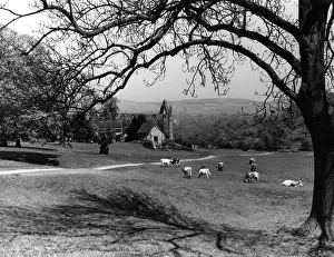 Wharfe: BOLTON ABBEY
