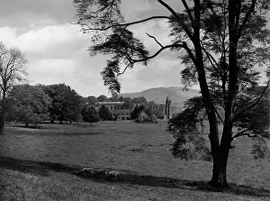 Wharfe: BOLTON ABBEY