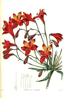 Bomarea: Bomarea acutifolia
