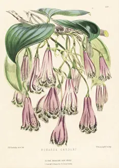 Kings Road: Bomarea carderi