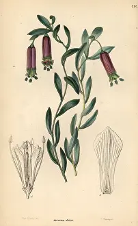 Dulcis: Bomarea dulcis