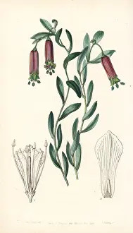 Dulcis: Bomarea dulcis