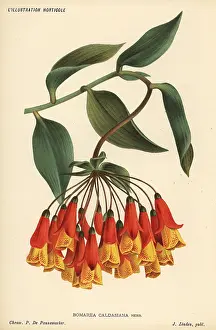 Multiflora: Bomarea multiflora