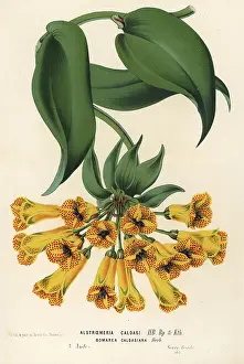 Multiflora: Bomarea multiflora