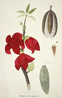 Malvidae: Bombax heptaphyllum, silk-cotton tree