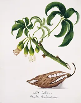 Fibre: Bombax pentandrum, silk cotton