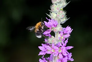Eudicot: Bombus hypnorum, bumblebee