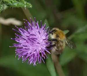 Pollen: Bombus pascorum, common carder bee
