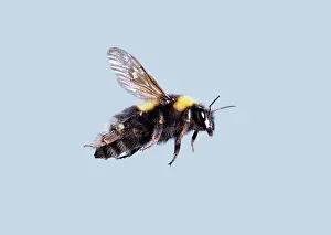 Fuzzy: Bombus sp. bumble bee