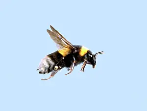 Fuzzy: Bombus sp. bumble bee
