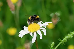 Pollen: Bombus sp, bumble bee