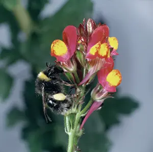 Nectar: Bombus sp. bumblebee visiting a flower