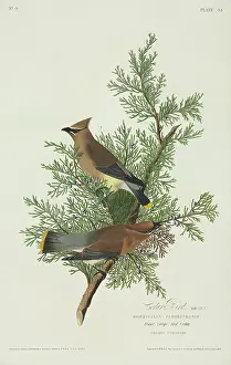Cupressaceae: Bombycilla cedrorum, cedar waxwing