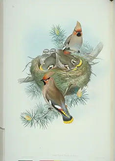 Cedar: Bombycilla cedrorum, cedar waxwing
