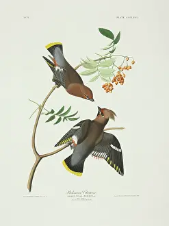 Fraxinus: Bombycilla garrulus, Bohemian waxwing