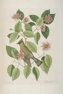 Bombycilla: Bombycilla garrulus, Bohemian waxwing