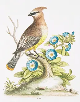 Bombycilla: Bombycilla garrulus, bohemian waxwing