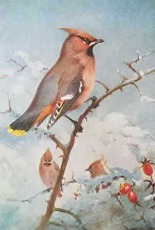 Bombycilla: Bombycilla garrulus, Bohemian waxwing
