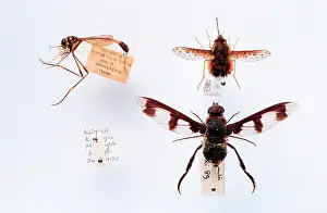 Larvae: Bombyliidae specimens