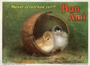 Chicks: Bon Ami Scouring Soap, Chicks hasn't scratched yet