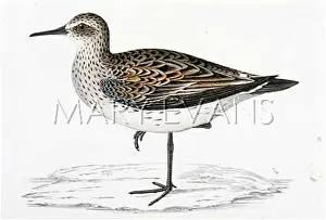 Tringa: BONAPARTE'S SANDPIPER