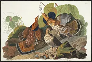 Grouse: Bonasa umbellus, ruffed grouse