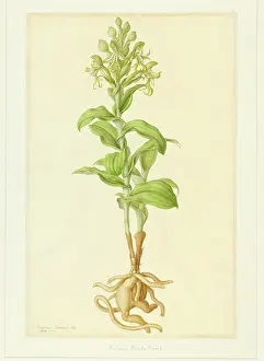 Bauer: Bonatea speciosa