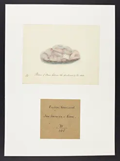 Portion: Bone between the Arachnoid and Pia Mater