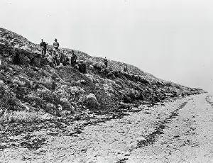 Digger: Bone diggers, Elizabeth Island, Strait of Magellan