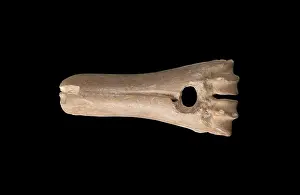 Mattock: Bone mattock, Orkney Museum, Kirkwall, Mainland, Orkney