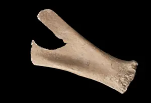 Brae: Bone shovel, Orkney Museum, Kirkwall, Mainland, Orkney
