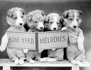 Melodies: BONE-YARD MELODIES