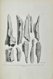 Buckland: Bones bearing marks of having been gnawed by hyaenas