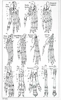 Mamals: Bones of the foot of 12 different mamals