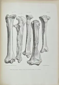 Buckland: Bones found in Kent's Cavern