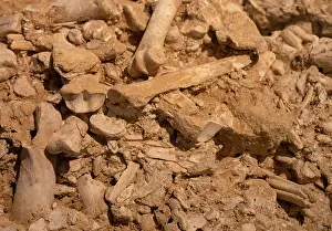 Prehistoire: Bones, Musee de Prehistoire de Solutre, Solutre-Pouilly