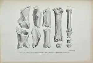 Buckland: Bones of rhinoceros and horse found in Kent's Cavern