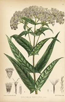 Eupatorium: Boneset or bonsett, Eupatorium perfoliatum
