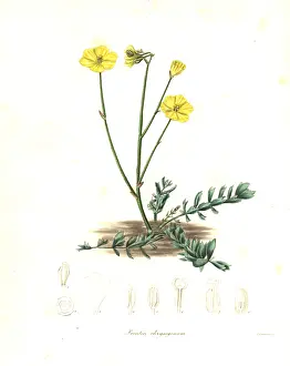 Henslow: Bongardia chrysogonum