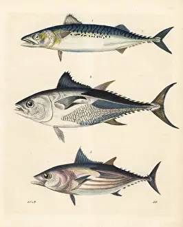 Skipjack: Bonito, tuna and long-fin tunny