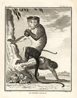 Seve: Bonnet macaque, Macaca radiata