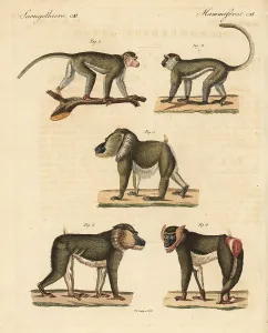 Fertile: Bonnet macaque, vervet and mandrill