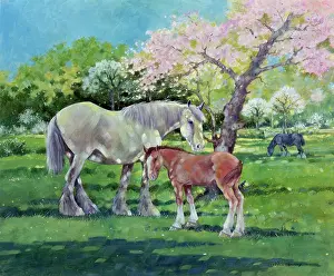 Foals: Bonny and Foal ??in spring meadow