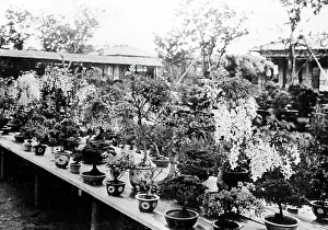 Bonsai: Bonsai trees, Japan