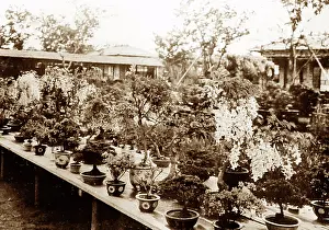 Bonsai: Bonsai trees, Japan
