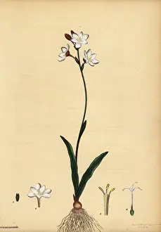 Volume 1: Bontrokkie, Hesperantha falcata