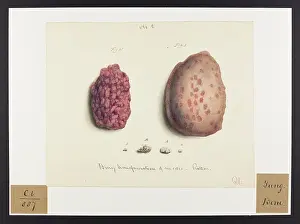 Transformation: Bony Transformation of Air-Cells