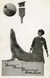 Bostocks: Bonzo - Bostocks remarkable Sea lion