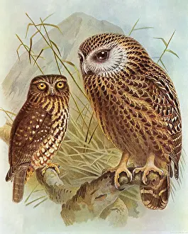 Gerrard: Boobook Owl and Laughing Owl