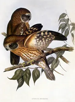 Athene: Boobook Owl (Ninox novaeseelandiae)